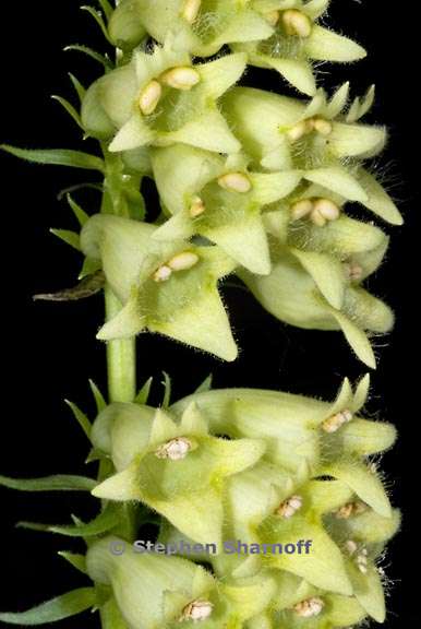 digitalis lutea 16 graphic